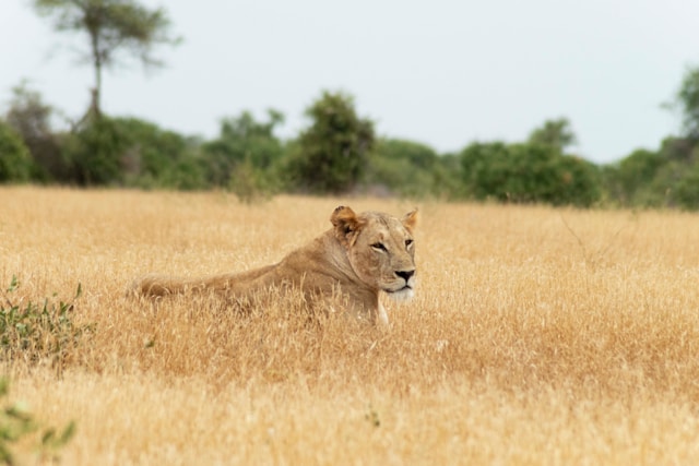 Kenya Tsavo, Amboseli e mare - 16 Agosto