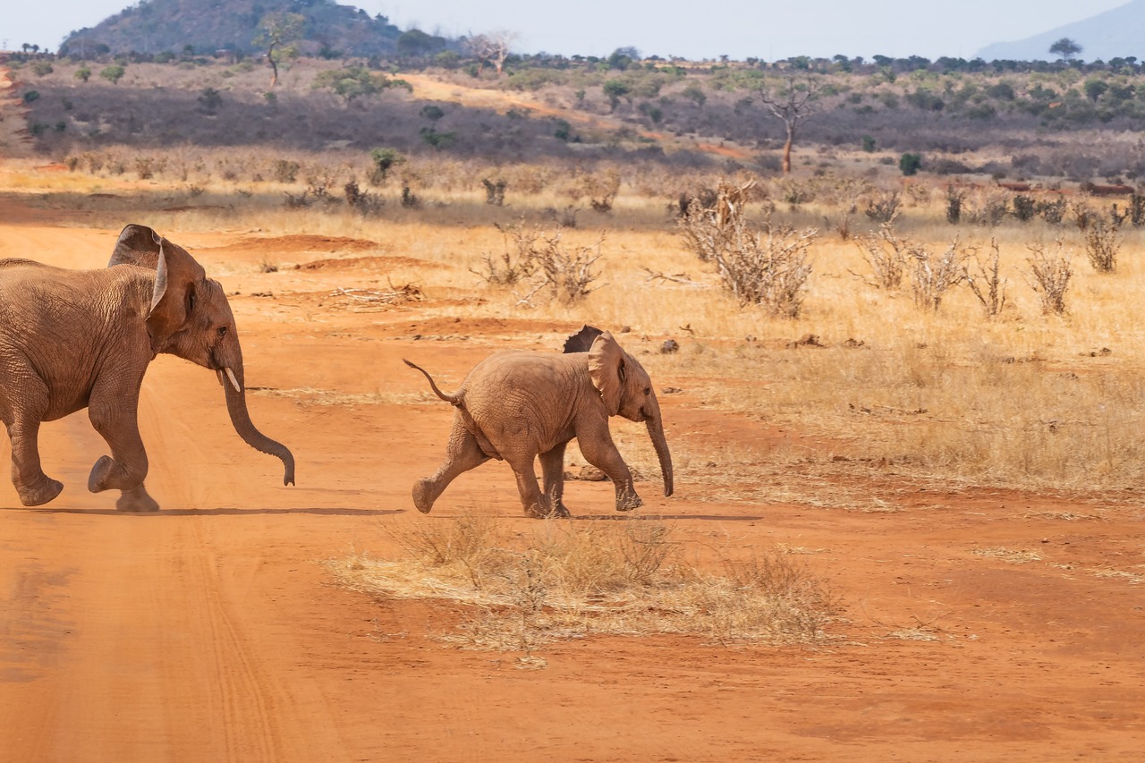 Kenya Tsavo, Amboseli e mare - 8 Agosto